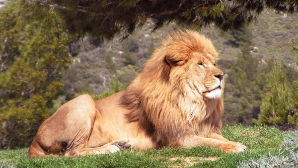 Réserve Africaine de Sigean