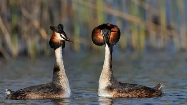 Réserve Naturelle du Bagnas